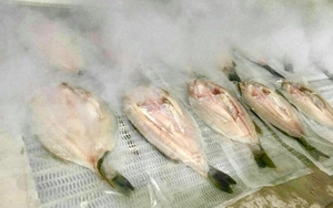 液氮速冻海鲈鱼