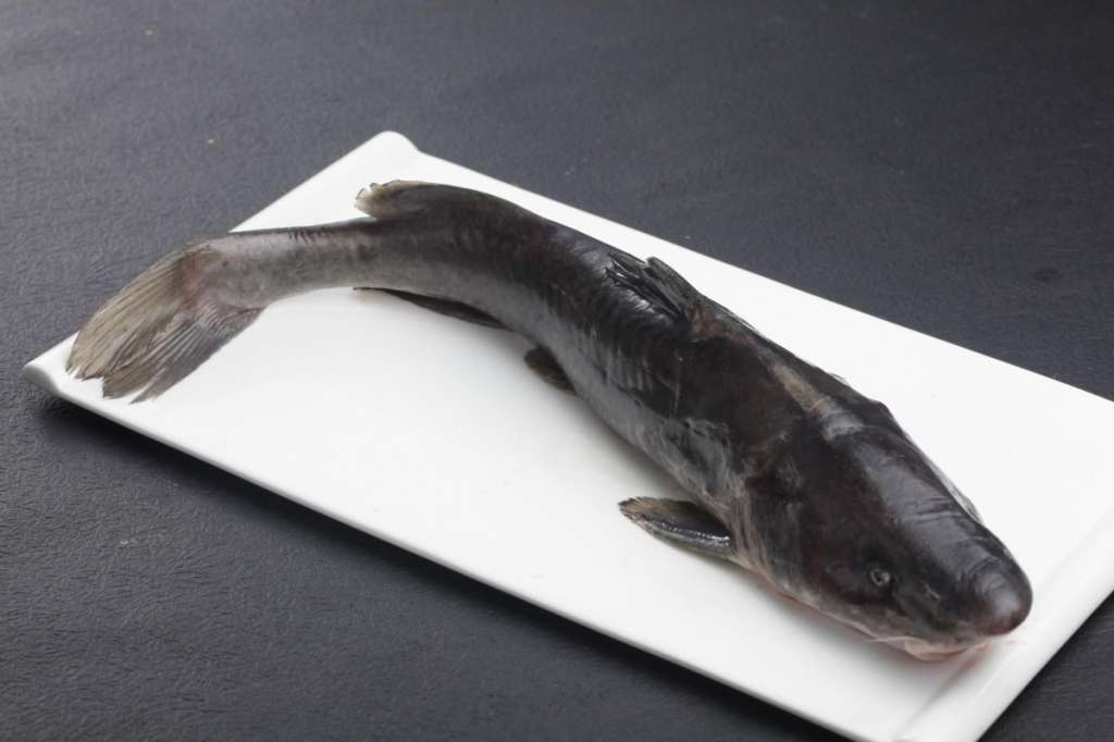 长江鮰鱼高清图片图片